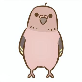 アキクサインコ8（ノーマル） アキクサインコ,インコ,鳥,ペット,デフォルメ,生き物,動物,かわいい,アイコンのイラスト素材