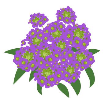 Sweet Alyssum Purple, sweet alyssum, sweet almond, alyssum, JPG, PNG and AI