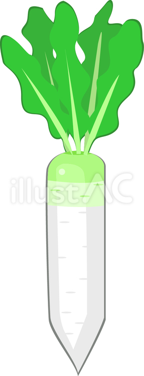 大根 大根,野菜,根菜のイラスト素材