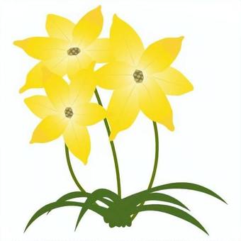 Illustration, hananilla, ifion, chinese chive, 