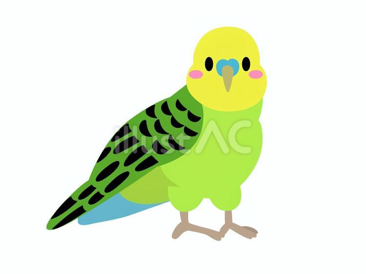 インコのイラスト（線なし） インコ,ペット,動物のイラスト素材