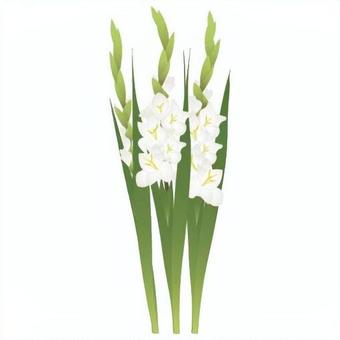 Illustration, gladiolo, tosho colazione, iris olandese, 