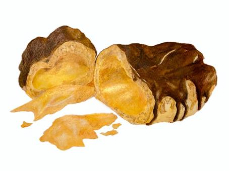 水彩色鉛筆で描いたエクレアの断面