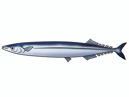 秋刀魚（サンマ） サンマ,魚,魚介類,海産物,海水魚,海の幸,魚類,水産,漁業,漁獲のイラスト素材