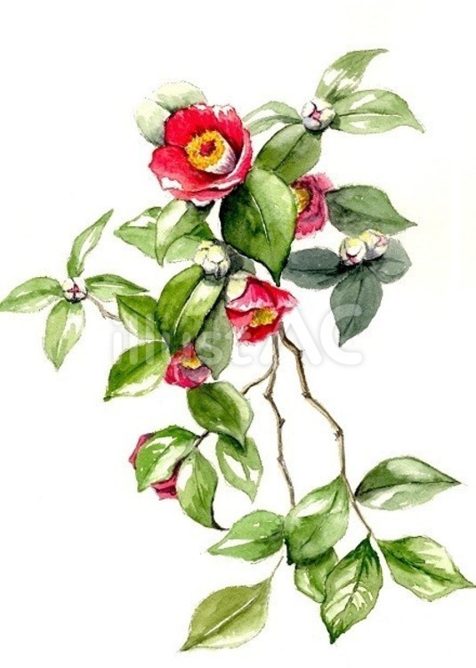 椿の花イラスト - No: 23327151｜無料イラスト・フリー素材なら