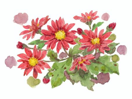 赤い小菊 菊,小菊,手書き,水彩,挿絵,赤のイラスト素材