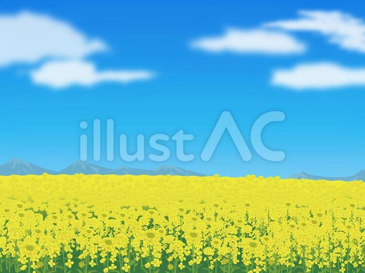 菜の花の原っぱ風景02 菜の花,アブラナ,花のイラスト素材