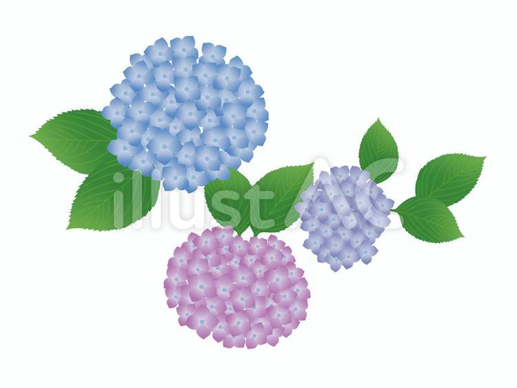 アジサイ アジサイ,花,紫陽花のイラスト素材