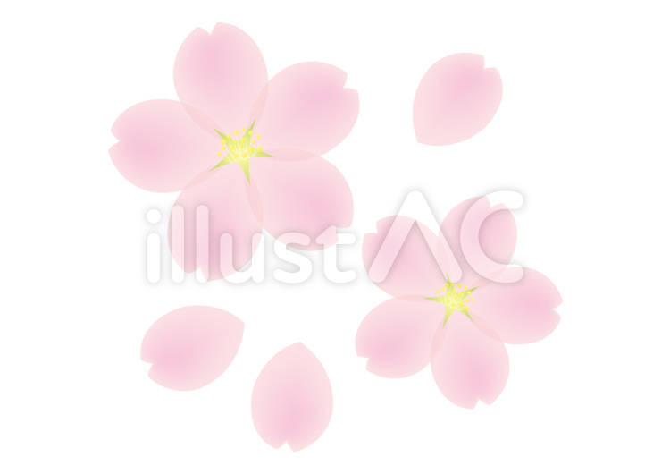 桜 桜,花びら,花のイラスト素材
