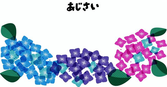 あじさい あじさい 紫陽花,季節の花,花,植物,葉,梅雨,初夏,6月,ナチュラル,綺麗のイラスト素材