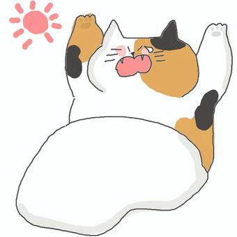 起きた三毛猫ちゃん♪ かわいい,起きる,起床,朝,眠い,涙,あくび,おはよう,布団,太陽のイラスト素材
