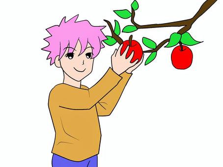 りんごを収穫する男子 収穫,男子,りんご,もぎ取る,喜ぶ,採取,取る,実,果実,果物のイラスト素材
