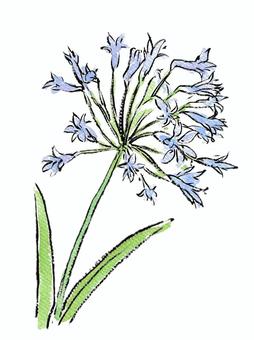 Illustration, agapanthus, flower, plant, 
