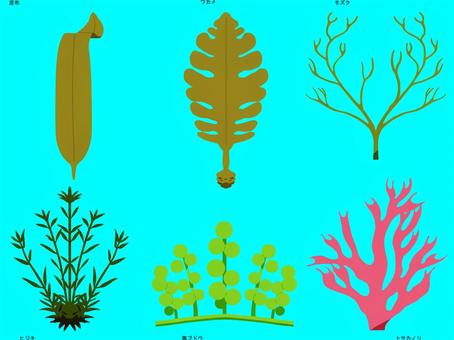 海藻　枠無し 海藻,食べ物,コンブ,ワカメ,モズク,ヒジキ,クビレツタ,トサカノリのイラスト素材