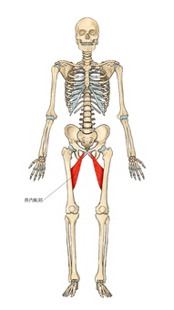 骨格と長内転筋 長内転筋,内転筋,筋,筋肉,ガイコツ,解剖,骨,モデル,骨格,解剖学のイラスト素材