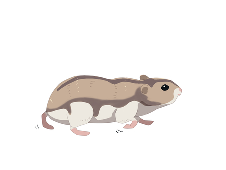 ハムスター（歩く・主線なし） ジャンガリアンハムスター,ヒメキヌゲネズミ,ドワーフハムスター,ハムスター,動物,歩く,主線なしのイラスト素材