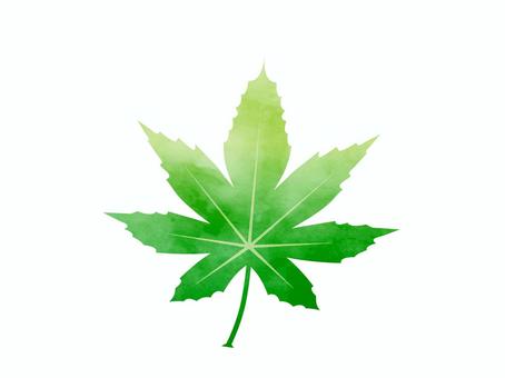 紅葉の葉（葉脈あり） もみじ,水彩風,青もみじ,紅葉,一枚,緑,黄緑,グラデーション,葉っぱ,葉脈のイラスト素材