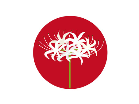 ヒガンバナ　白 ヒガンバナ,曼珠沙華,カミソリバナ,シビトバナ,トウロウバ,秋,9月,10月のイラスト素材