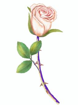 Rose blooming pink, rose, rose, petal, JPG and PNG