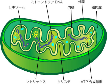 ミトコンドリアの断面　説明イラスト ミトコンドリア,断面,クリステ,マトリックス,dna,リボソーム,外膜,内膜,人体,atp合成酵素のイラスト素材