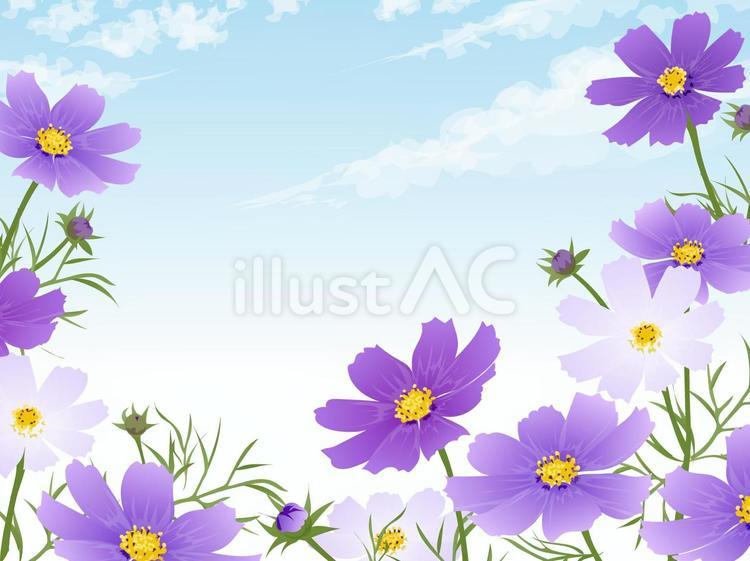 コスモスの花畑と青空のフレーム4 コスモス,花畑,花のイラスト素材