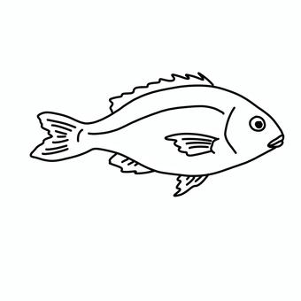 痩せた鯛 魚,釣り,シンプル,白黒,モノクロ,線画,挿絵,かわいい,鯛,タイのイラスト素材