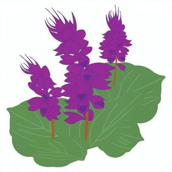 Illustration, salvia, higoromoso, chime grass, 