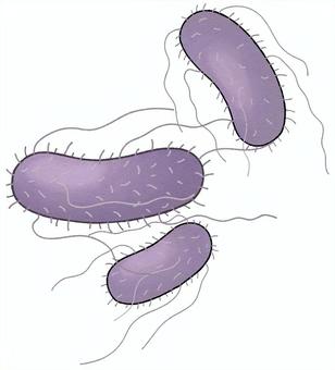 ３つの菌（べん毛あり・紫） 菌,細菌,バクテリア,感染,感染症,増殖,繁殖,べん毛,抗原,微生物のイラスト素材