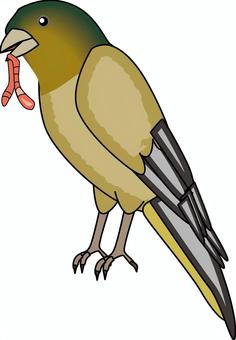 カワラヒワミミズ咥える カワラヒワ,ミミズ,咥える,食事,餌,小鳥,野鳥,羽のイラスト素材