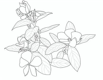 ニチニチソウの線画 日日草,ニチニチソウ,花,挿絵,上品,綺麗,華やか,ワンポイント,ボタニカル,花飾りのイラスト素材