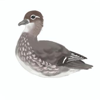 オシドリ（メス） 鳥,野鳥,水鳥,オシドリ,メスのイラスト素材