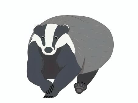 ヨーロッパアナグマ（走る・主線なし） ヨーロッパアナグマ,アナグマ,ヨーロッパ,動物,走る,主線なしのイラスト素材