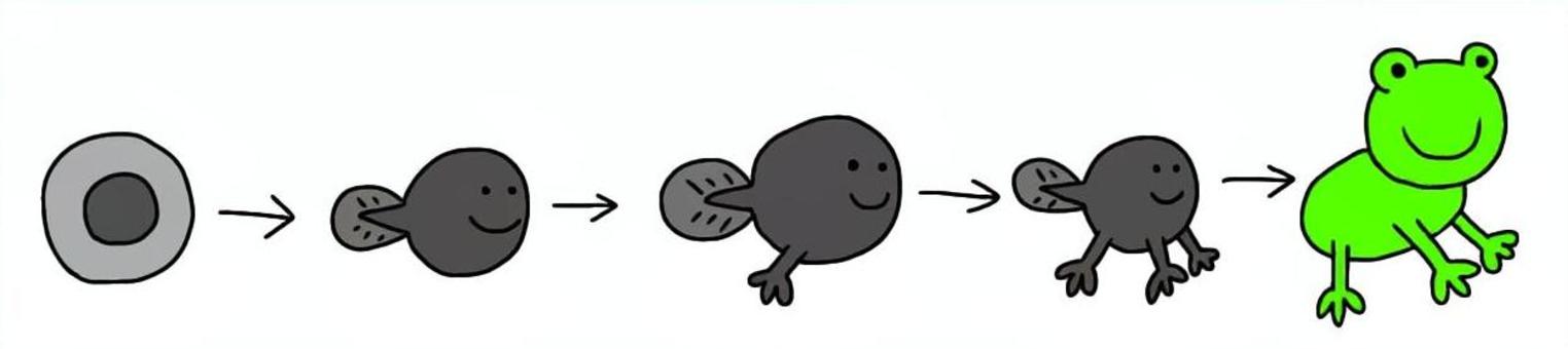 Illustration, tadpoles, creatures, amphibian, 