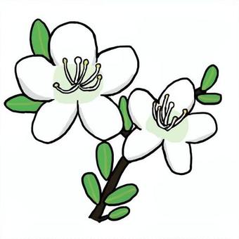 白いツツジ ツツジ,白,生き物,植物,花,花びら,枝,葉,緑,春のイラスト素材