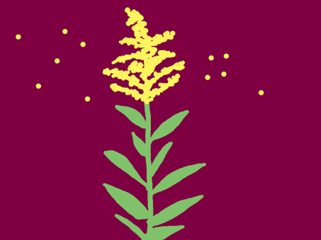 セイタカアワダチソウ セイタカアワダチソウ,代萩,帰化植物,雑草,外来種のイラスト素材