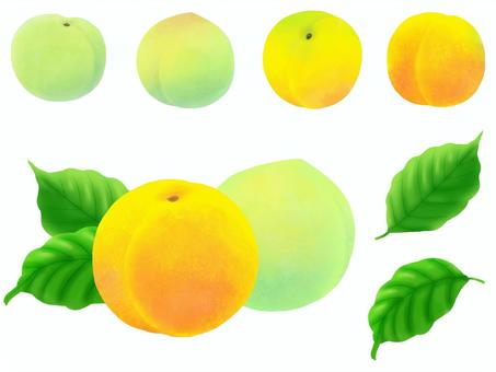 插图, 青梅, 成熟的李子, 乌梅叶, 