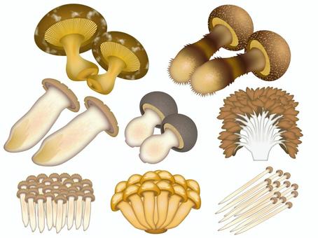 キノコ15（まとめ） キノコ,シイタケ,マツタケ,エリンギ,シメジ,マイタケ,ブナシメジ,ナメコ,エノキタケ,秋のイラスト素材