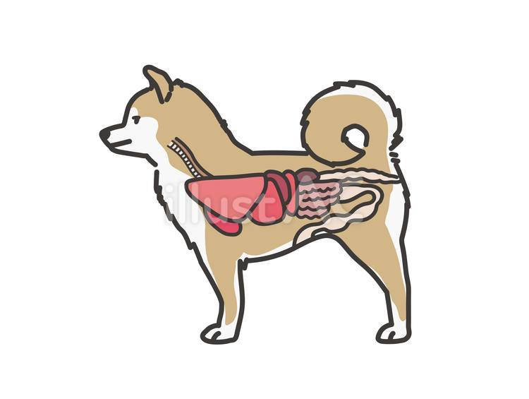 犬の解剖図（柴犬） 犬,横,解剖図のイラスト素材