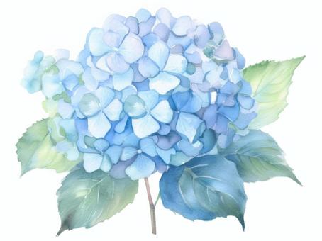 水色の紫陽花