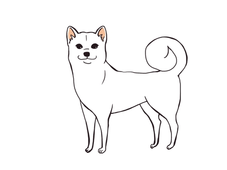 White dog, dog, animal, white, JPG and PNG