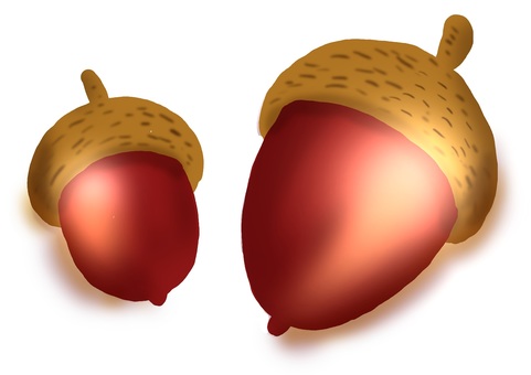 どんぐり（顔なし）