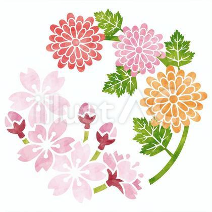 紋様/菊・桜