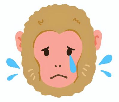 悲しそうな顔で泣いているニホンザルの顔 猿,ニホンザル,泣く,涙,悲しい,残念,顔,表情,動物,哺乳類のイラスト素材