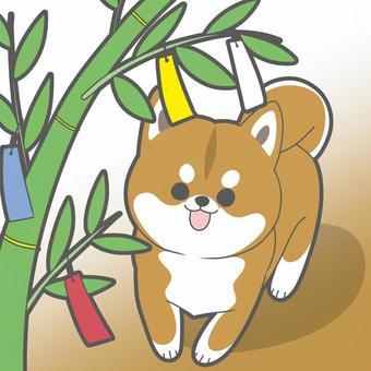 Tanabata Shiba Inu, JPG Tanabata Shiba Inu, tanabata, strip, shiba inu, JPG