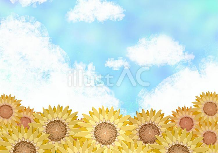 多めの青空とヒマワリ畑の絵 青空,ヒマワリ,満開のイラスト素材