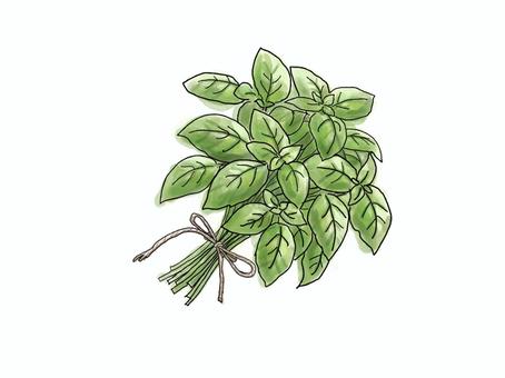 バジルのブーケ｜ボタニカル素材 バジル,ハーブ,ブーケ,水彩,植物,ボタニカル,ナチュラル,香り,手描き,イラストのイラスト素材