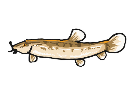 どじょう ドジョウ,鯲,泥鰌,魚,淡水魚,魚類,柳川鍋,どじょうすくい,生き物,生物のイラスト素材