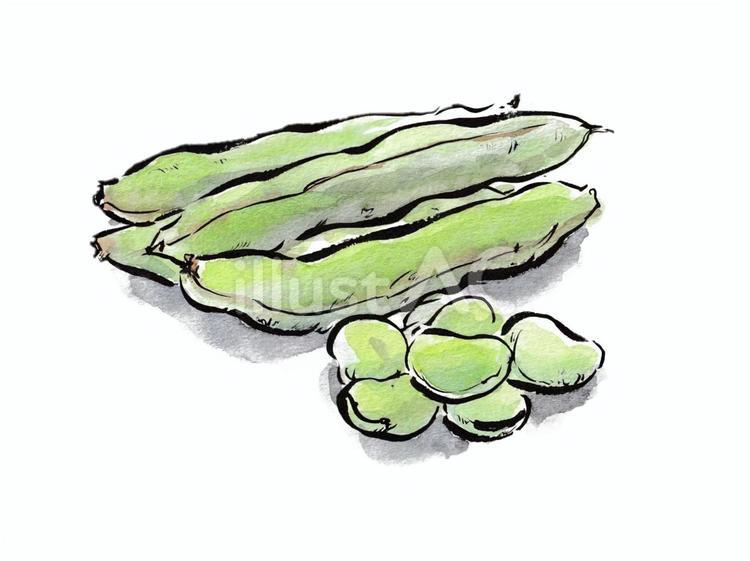 焼いてほくほく　そら豆 そら豆,食べ物,野菜のイラスト素材