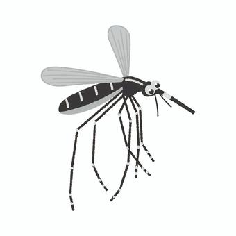 蚊 蚊,やぶ蚊,害虫,夏,虫,虫刺され,吸血,吸血虫,伝染病のイラスト素材