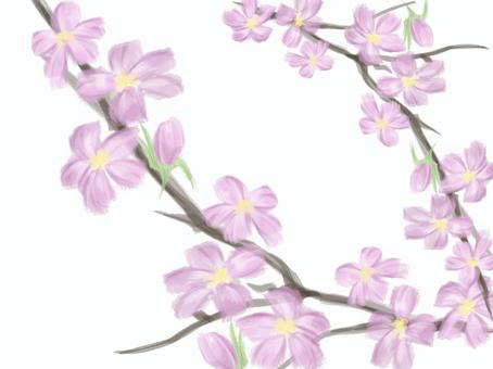 Cherry Blossoms, cherry blossoms, flower, pen, JPG and PNG